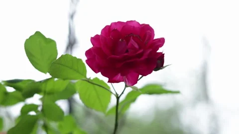 Close-up of a vibrant pink rose with lush green leaves in soft natural light Stock Footage 337133570