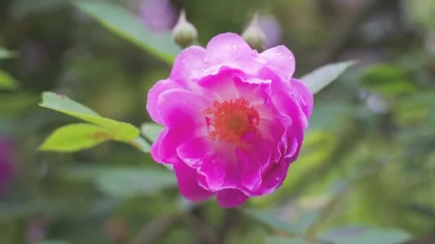 Close up of vibrant pink rose petals with raindrops after summer rain shower Stock Footage 342332896
