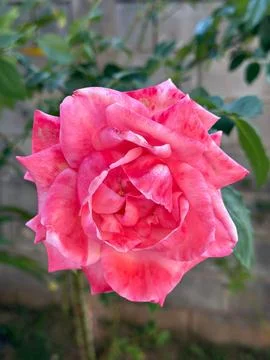 Close-up of a vibrant pink rose Stock Photos