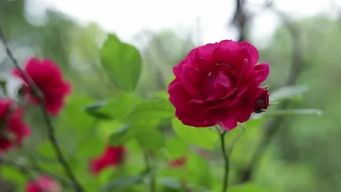 Close-up of vibrant pink roses blooming in a lush garden setting Stock Footage 337133715