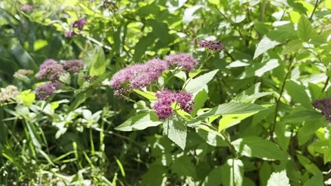 Close-up of a vibrant pink Spiraea bush in full bloom with lush green leaves Stock Footage 312199050