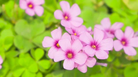 Close up of vibrant pink spring clover blossoms swaying gently in a garden 스톡 동영상 347046589