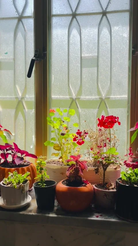 Close-up of vibrant potted plants on a window sill Vídeos de archivo 336849469