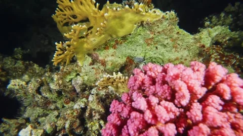 Close up of a vibrant Pufferfish or Moray Eel hiding in a coral reef Stock Footage 316578558
