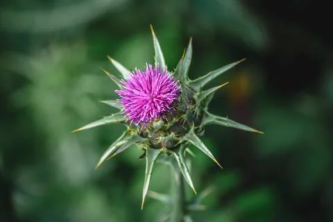 Close up of a vibrant purple flower with sharp thorns on green Foto stock