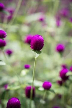 Close-up of vibrant purple globe amaranth flowers Stock Photos