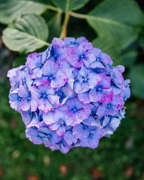 Close-Up of Vibrant Purple Hydrangea Bloom in Garden Stock Photos