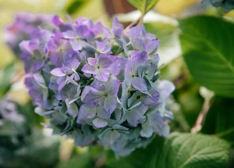 Close-Up of Vibrant Purple Hydrangea Bloom in Garden Stock Photos