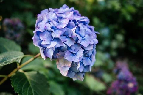 Close-Up of Vibrant Purple Hydrangea Bloom in Garden Stock Photos