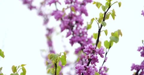 Close up of vibrant purple spring blossoms swaying gently in a light rain shower Stock Footage 342022992