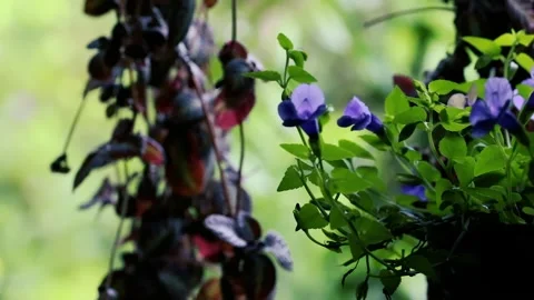 Close-up of a vibrant purple Wishbone flower in a garden with a soft Stock-Footage 335503353