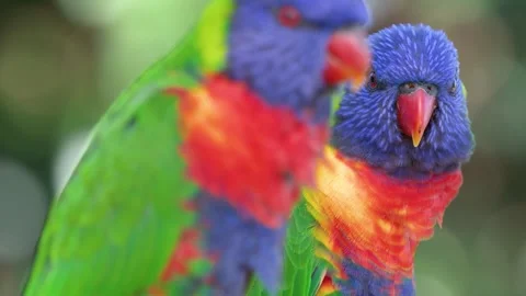 Close Up of Vibrant Rainbow Lorikeet Parrots in Gold Coast Australia Stock Footage 334698197
