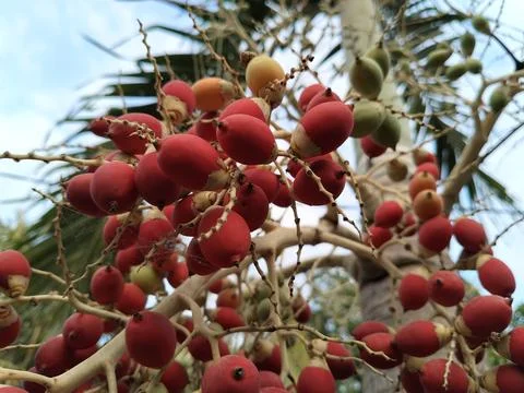 Close up of vibrant red and green palm tree fruits hanging from a branch against Фото