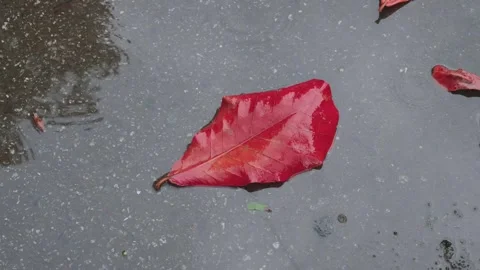 Close Up of a Vibrant Red Autumn Leaf in a Rainy Puddle Stock Footage 345297055