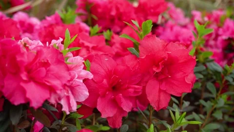 Close up of vibrant red azalea flowers blooming in a spring garden Stock Footage 342000336