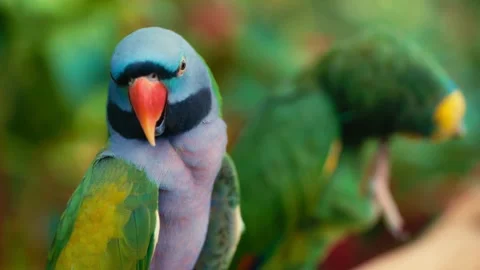 Close up of a vibrant red-breasted parakeet in nature Stock Footage 340080205