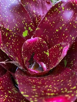 Close-Up of Vibrant Red Bromeliad with Yellow Speckles Stock Photos