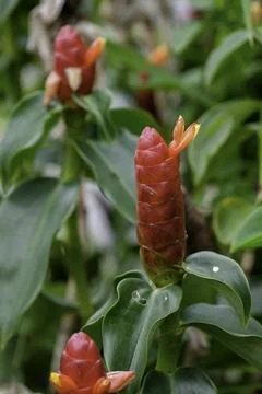 Close-up of a vibrant red button ginger flower or Costus woodsonii Stock Photos
