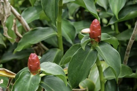 Close-up of a vibrant red button ginger flower or Costus woodsonii blooming Stock Photos