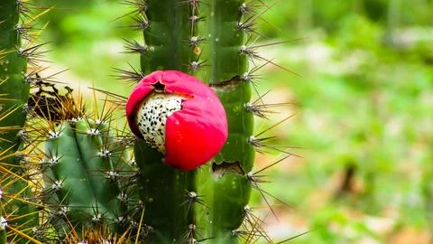 Close-up of a vibrant red cactus fruit, split open to reveal white pulp and.. Stock Photos