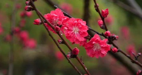Close up of vibrant red cherry blossoms blooming on branches during spring rain Stock Footage 342023728