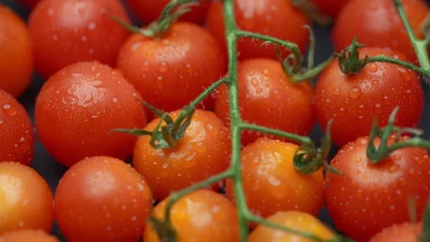Close-up of vibrant red cherry tomatoes on the vine Stock Footage 301276729