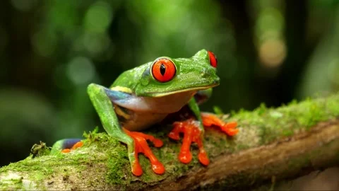 Close-up of a vibrant red-eyed tree frog on a mossy branch in a rainforest Stock Footage 341753311