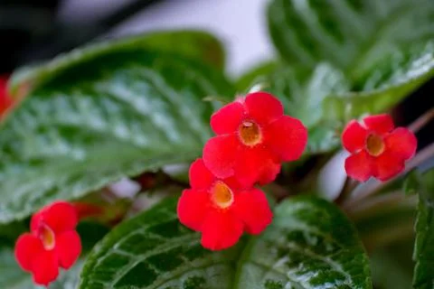 Close-up of vibrant red flame violet or episcia flowers Stock Photos