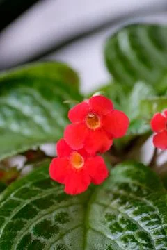 Close-up of vibrant red flame violet or episcia flowers Stock Photos