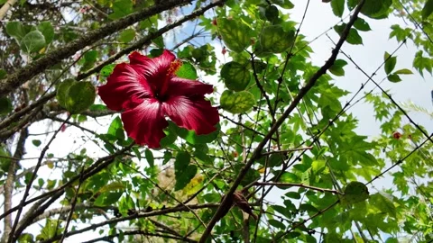 Close-up of a Vibrant Red Hibiscus Flower Swaying in a Tropical Garden Stock Footage 334360714