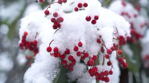 Close up of vibrant red holly berries covered in fresh white winter snow Stock Footage 341958402