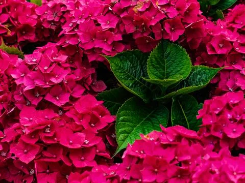 Close-up of vibrant red hydrangea flowers with green leaves at the center. Stock Photos