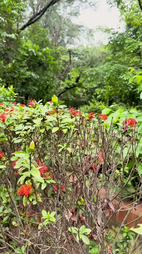 Close up of vibrant red Ixora flowers blooming in a lush green tropical par.. Stock-Footage 337788540