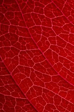 Close-up vibrant red leaf with white veins texture background 스톡 사진