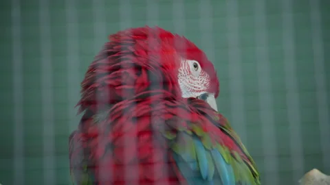 Close up of a vibrant red macaw parrot perched inside an aviary Stock-Footage 337131802