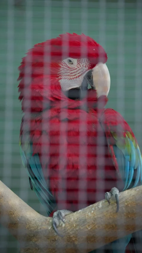Close up of a vibrant red macaw parrot perched inside an aviary Stock Footage 337132586