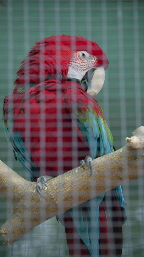 Close up of a vibrant red macaw parrot perched inside an aviary Stock Footage 337133162