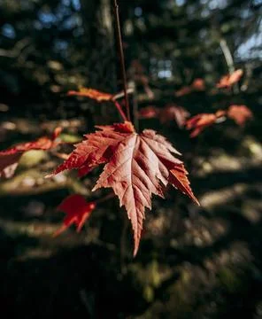 Close up of vibrant red maple leaf in fall in the woods of Maine Stock Photos
