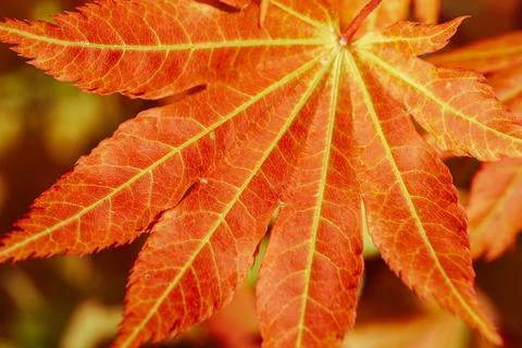 Close-up of vibrant red maple leaf showcasing intricate veins and textures .. Stock Photos