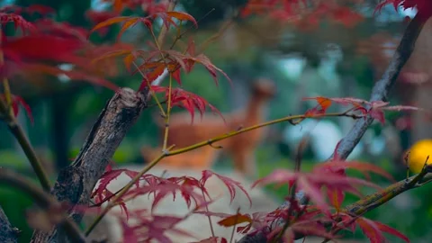 Close up of vibrant red maple leaves in a peaceful autumn park setting Stock Footage 342023114
