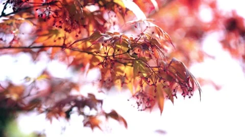 Close up of vibrant red maple leaves swaying gently in the summer sunlight Stock Footage 342256739
