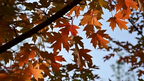 Close up of vibrant red maple leaves gently swaying in the autumn breeze Stock Footage 342323318