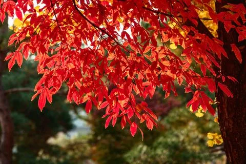 Close Up of Vibrant Red Maple Leaves in Autumn Photos