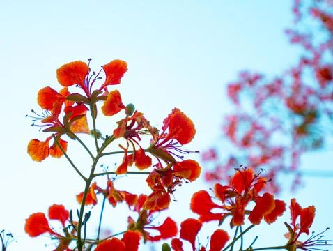 Close-Up of Vibrant Red Orange Royal Poinciana Flame Tree Flowers with Stam.. Foto stock