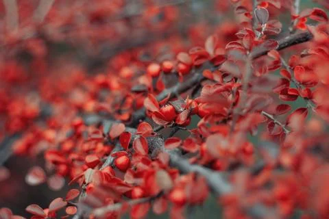 Close-up of vibrant red rockspray cotoneaster shrub branches with tiny leav.. Stock Photos
