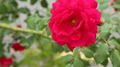 Close-up of Vibrant Red Rose Blooming in Seoul Stock Footage 333347288
