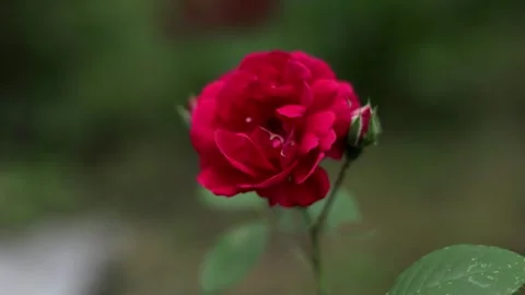 Close-up of a vibrant red rose blooming with a bud in soft focus background Stock Footage 337130279