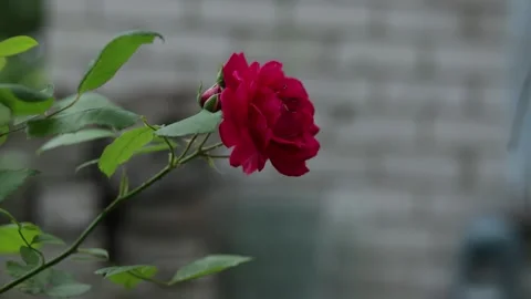 Close-up of a vibrant red rose blooming with green leaves in soft focus Stock Footage 337133968