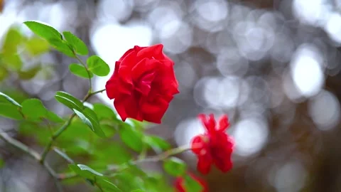 Close up of a vibrant red rose blooming in a lush garden Stock Footage 341961946