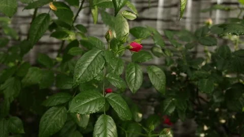 Close-up of vibrant red rose buds with water droplets on lush green leaves Stock Footage 337129014